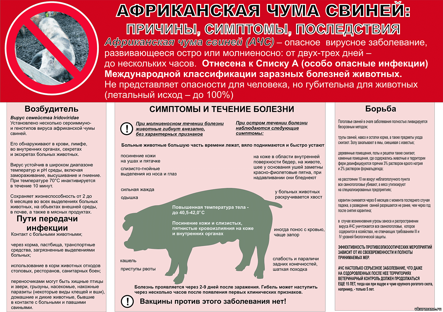 Африканская чума свиней: причины, симптомы, последствия..
